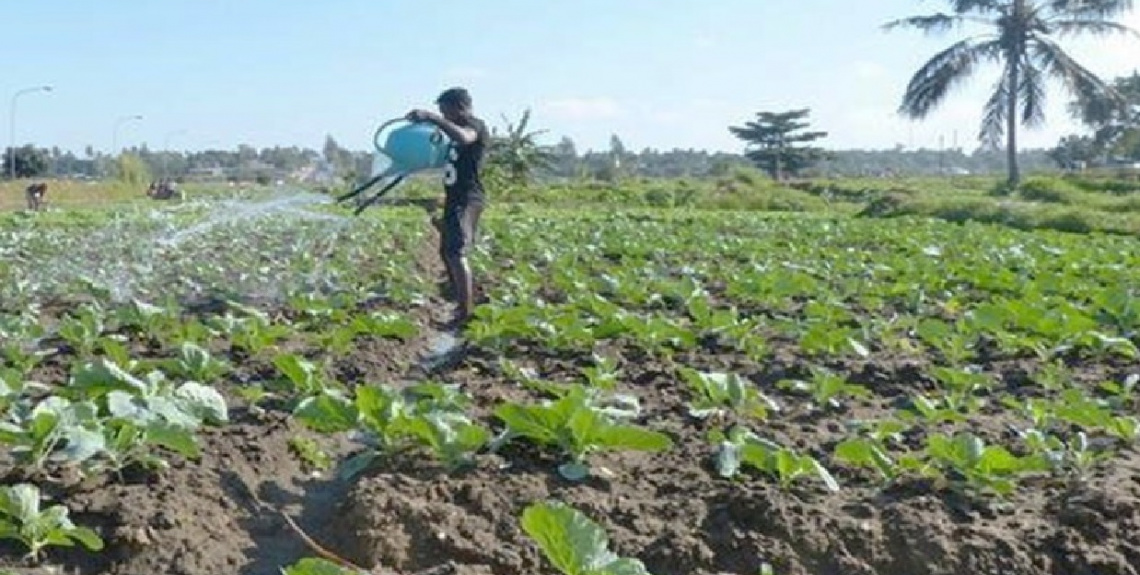 Maputo's Urban Agriculture Policy